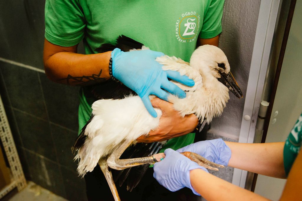 W Ptasim Azylu w Warszawie, fot. Agata Krzysztofik/MJWPU